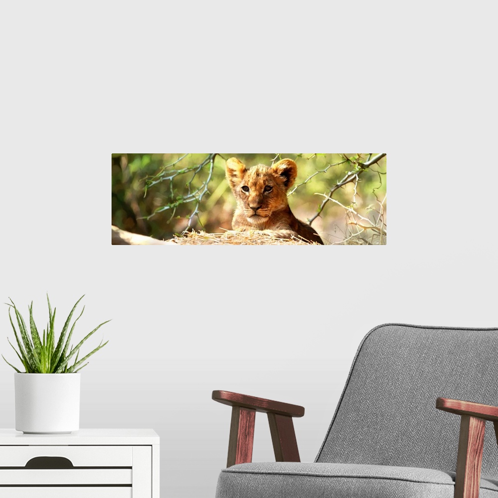 A modern room featuring Contemporary animal art of a baby lion ready to pounce on its prey.