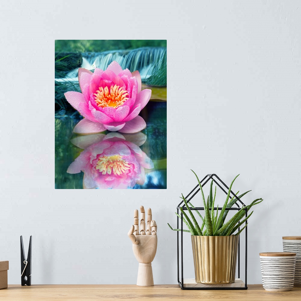 A bohemian room featuring Reflecting photograph of a pink lotus flower with a waterfall in the background.