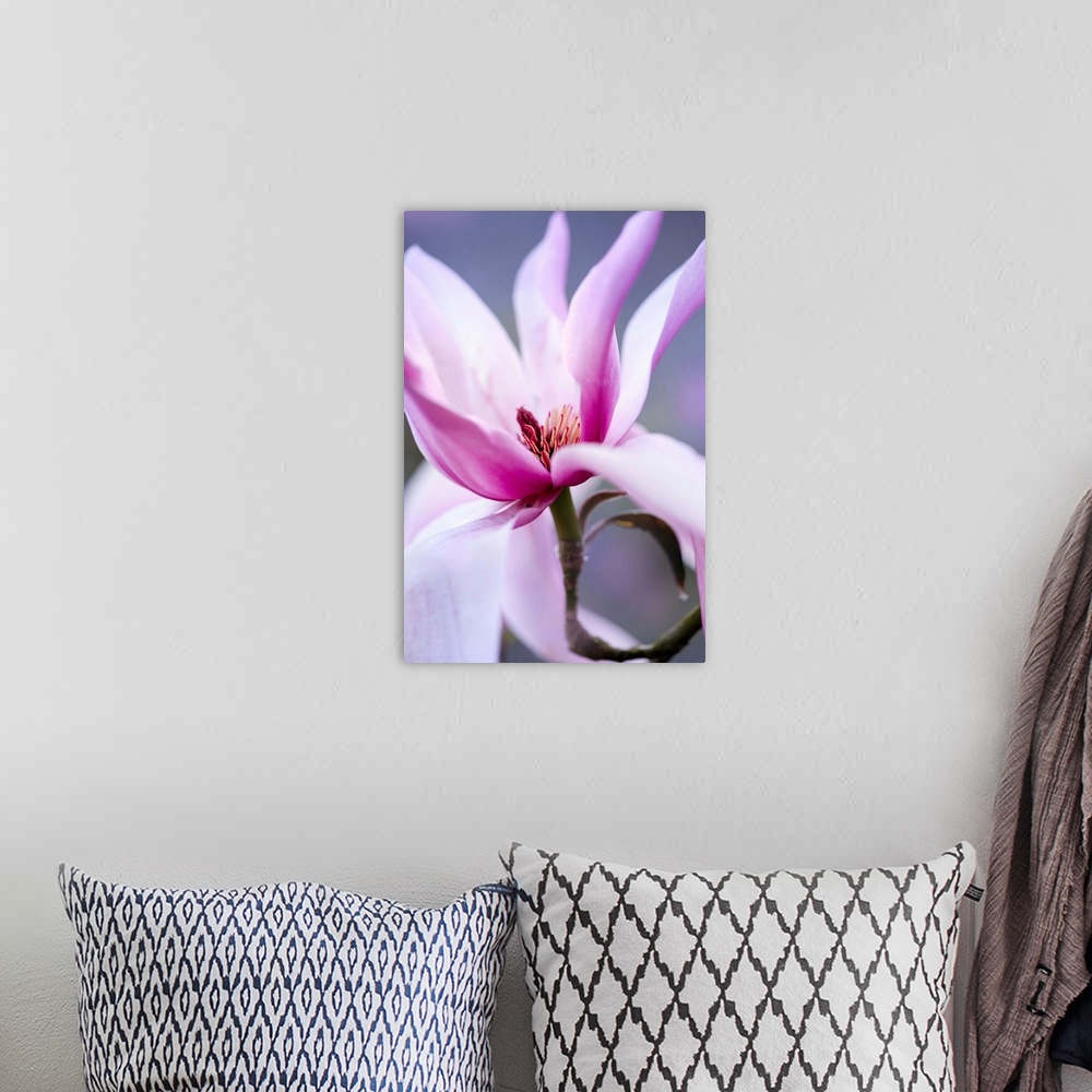 A bohemian room featuring Close-up of a magnolia flower