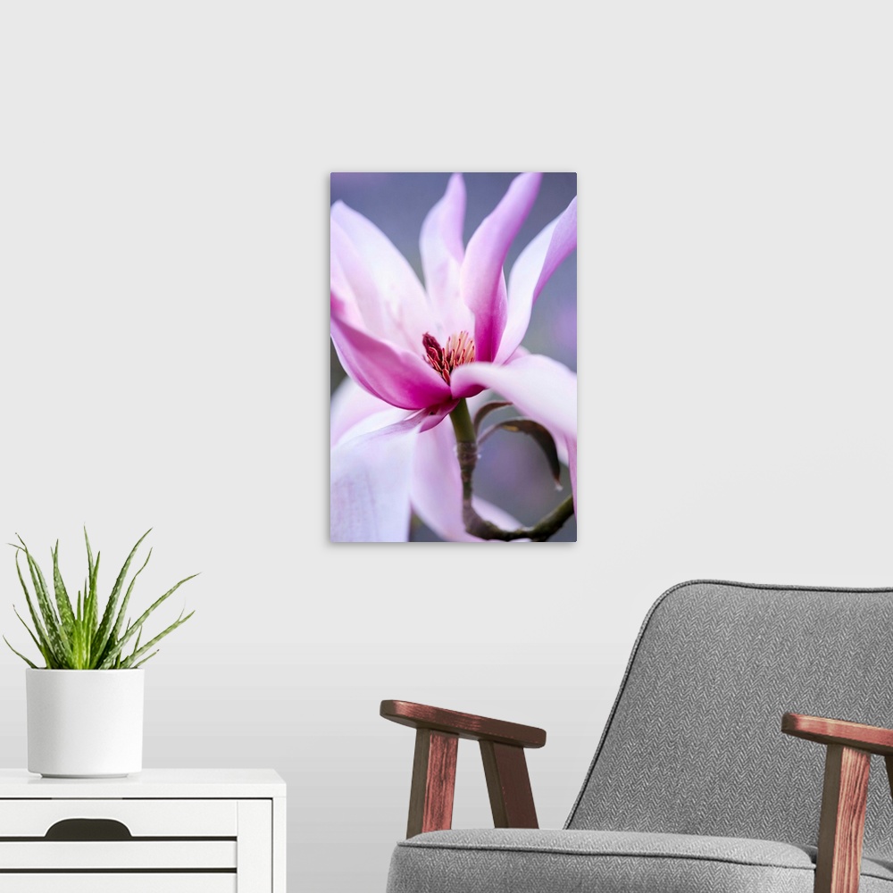 A modern room featuring Close-up of a magnolia flower
