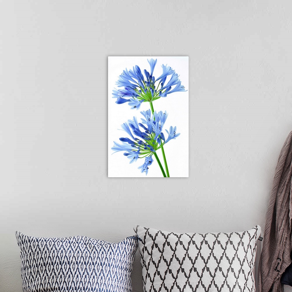 A bohemian room featuring Two Agapanthus