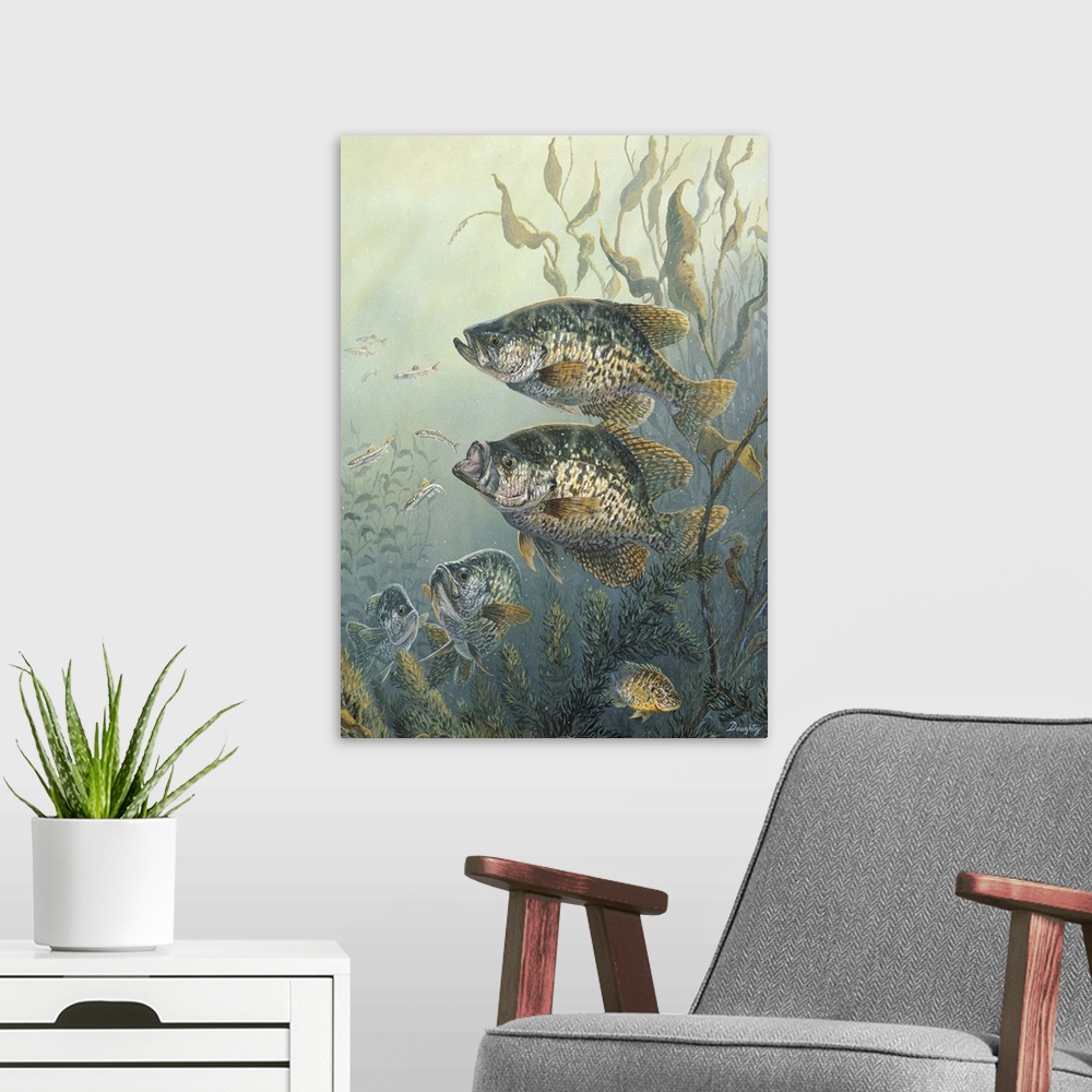 A modern room featuring Black Crappies