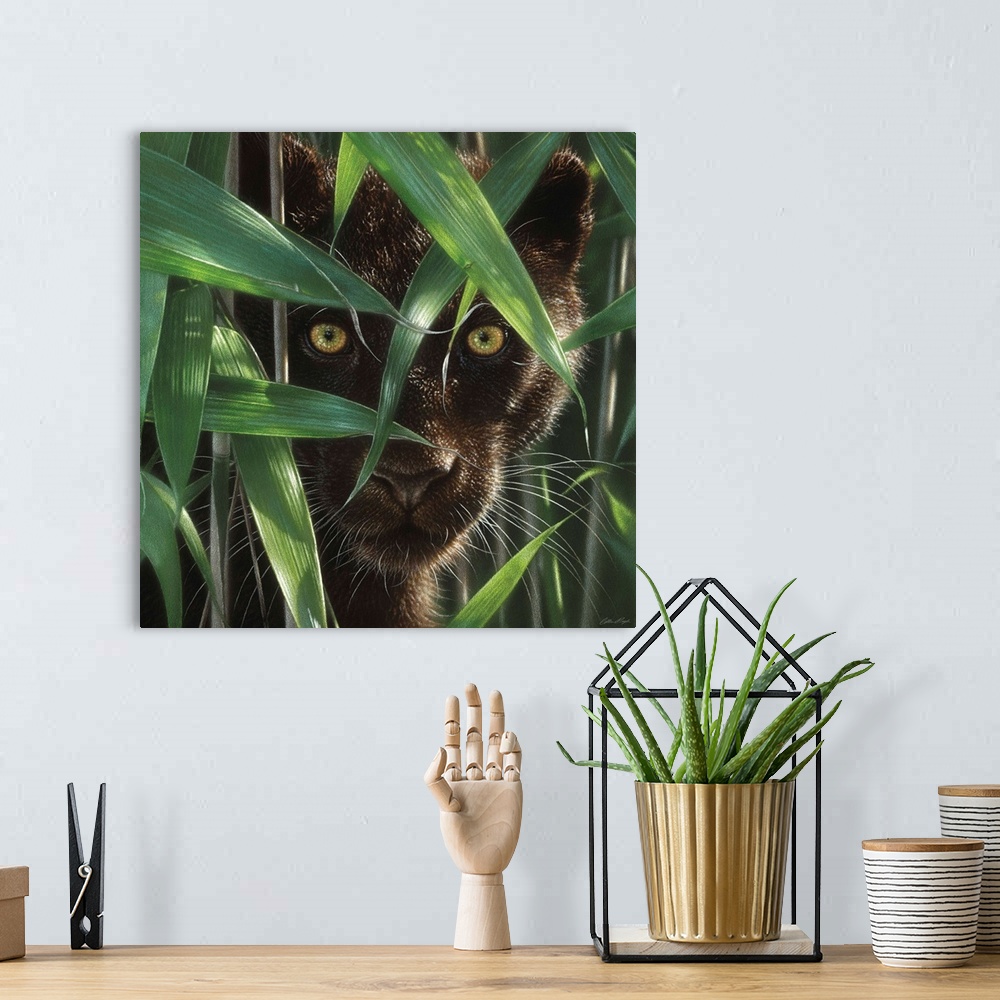 A bohemian room featuring Black Panther - Wild Eyes