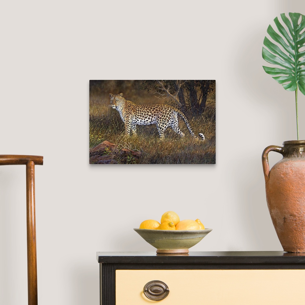A traditional room featuring A leopard walking through the tall grass.