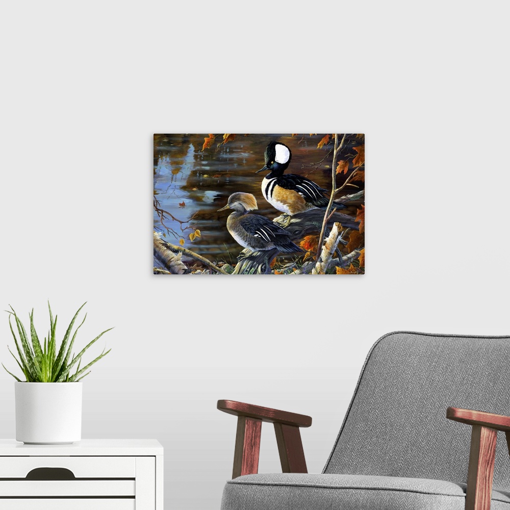 A modern room featuring Secluded Shoreline Hooded Mergansers
