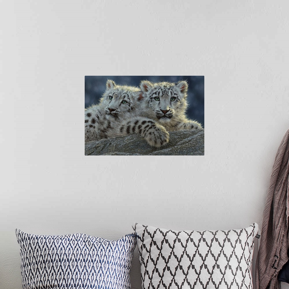 A bohemian room featuring Snow Leopard Cubs