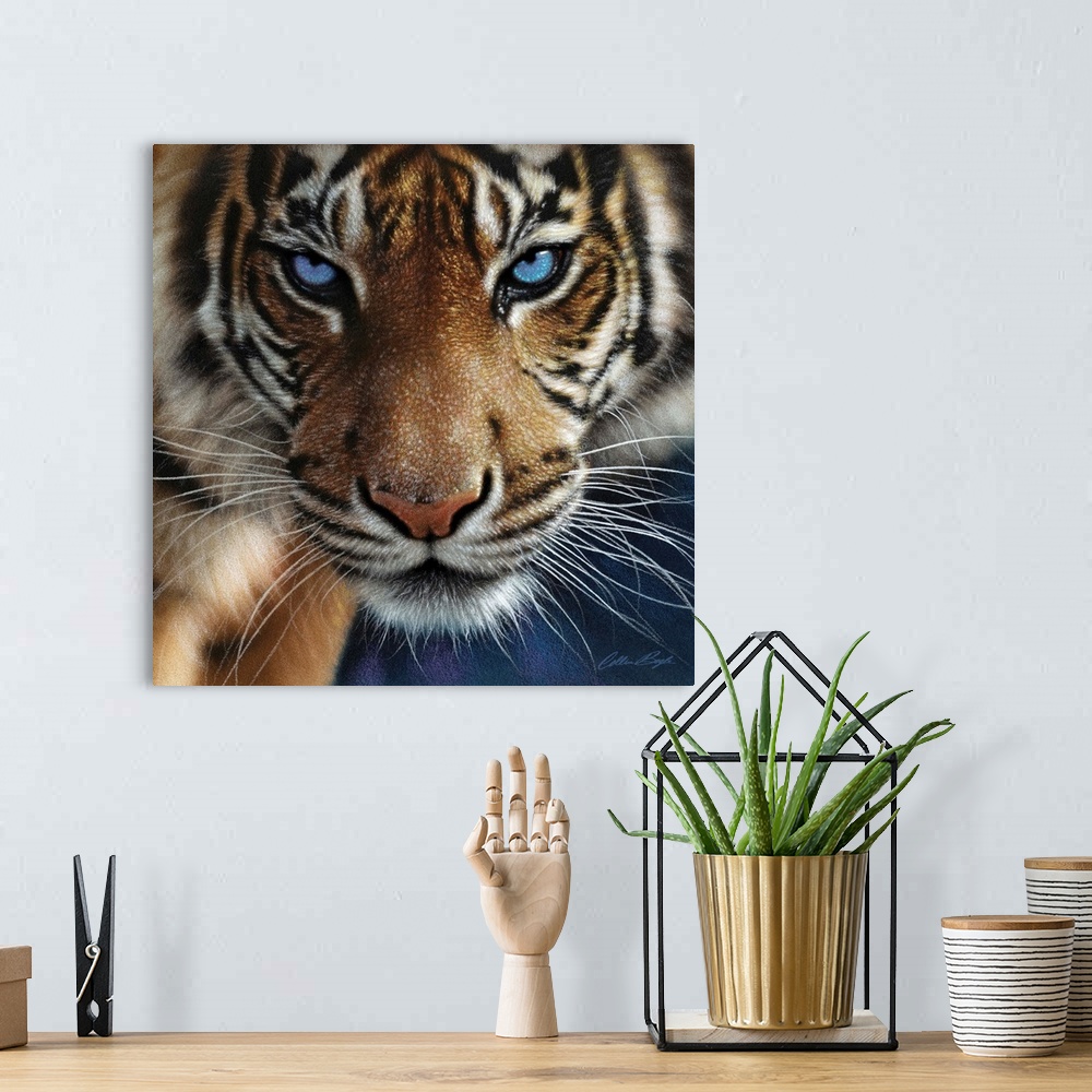 A bohemian room featuring Tiger - Blue Eyes