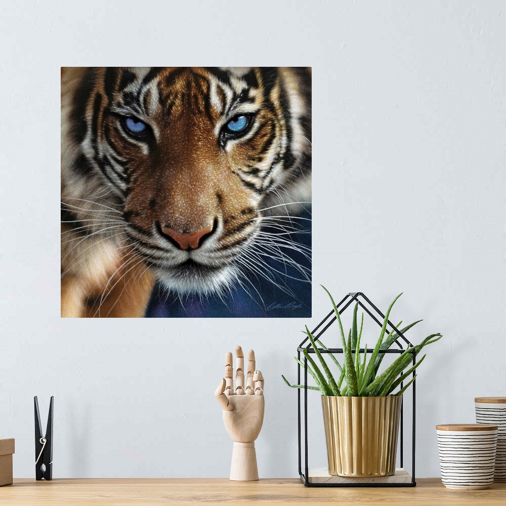 A bohemian room featuring Tiger - Blue Eyes