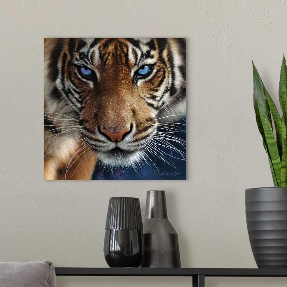 A modern room featuring Tiger - Blue Eyes