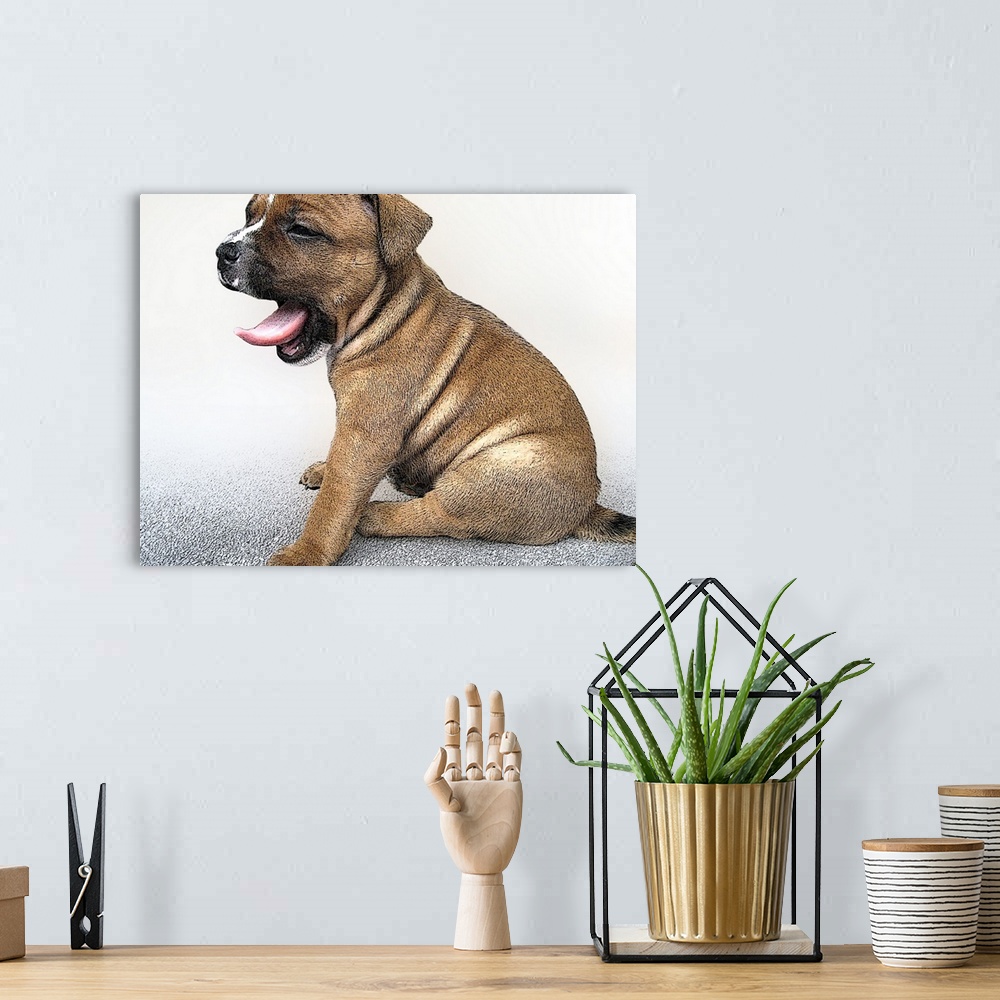A bohemian room featuring Staffordshire Bull Terrier, yawning puppy dog.