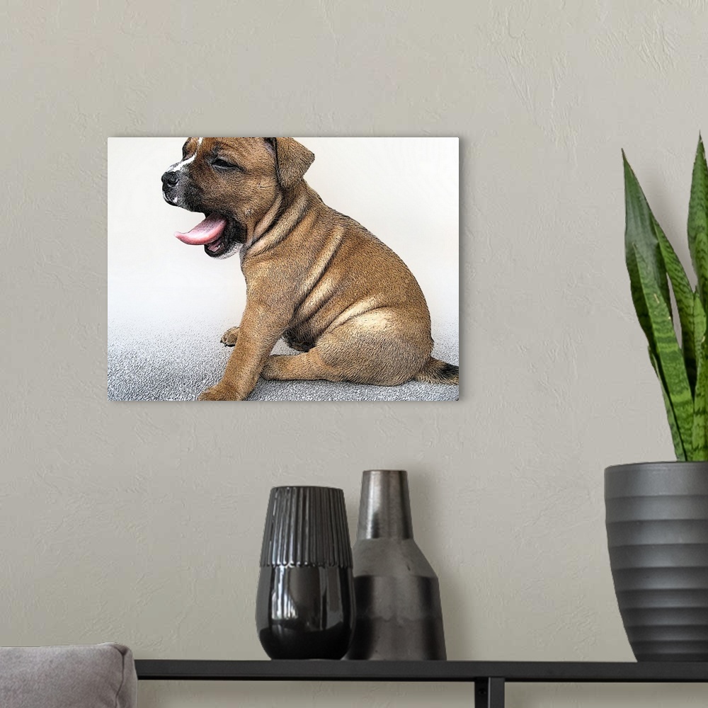 A modern room featuring Staffordshire Bull Terrier, yawning puppy dog.