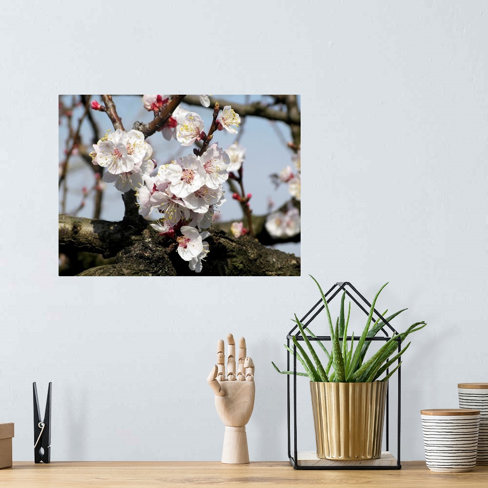 A bohemian room featuring apricot tree flowers in a sunny spring day