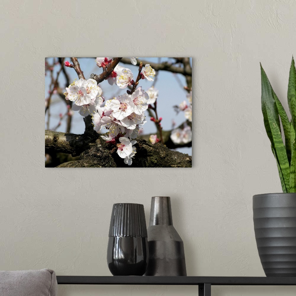 A modern room featuring apricot tree flowers in a sunny spring day