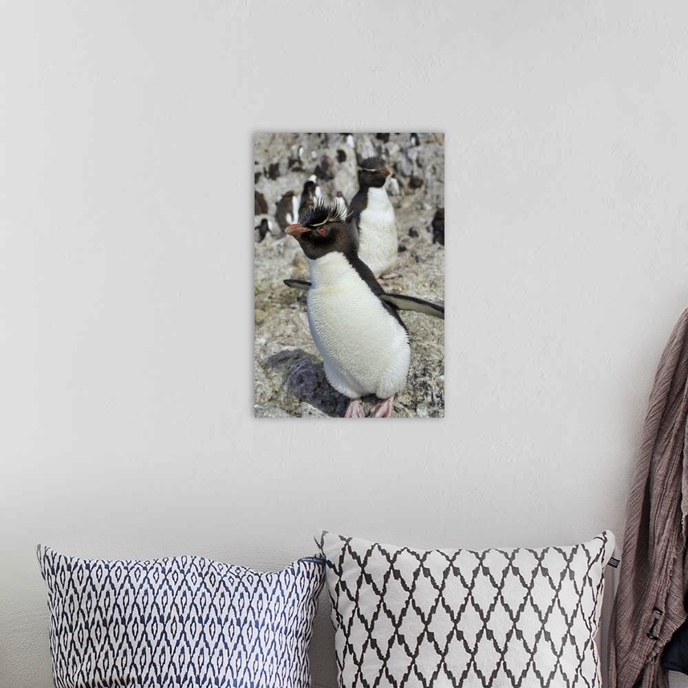 A bohemian room featuring Argentina, Santa Cruz, Puerto Deseado: Isla Pinguino - Penguin Island: Southern Rockhopper Penguin