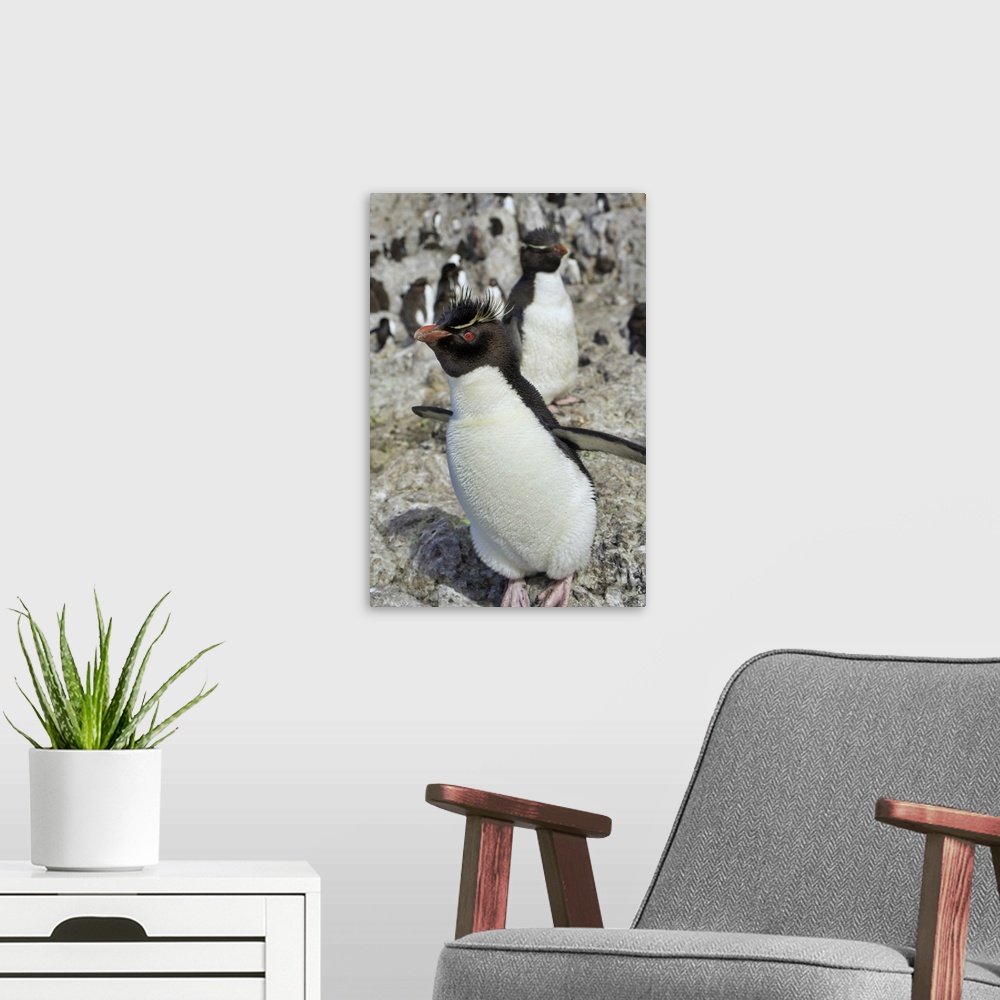A modern room featuring Argentina, Santa Cruz, Puerto Deseado: Isla Pinguino - Penguin Island: Southern Rockhopper Penguin