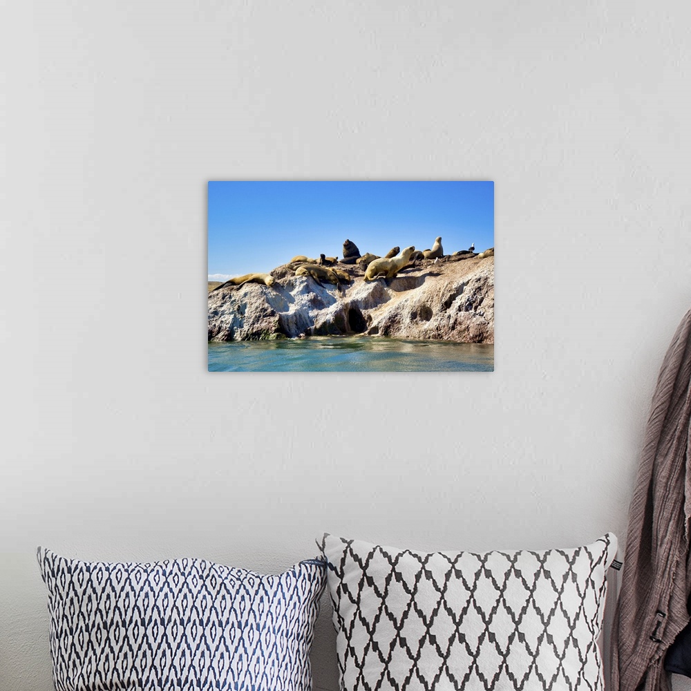 A bohemian room featuring Argentina, Santa Cruz, Puerto Deseado: Sea Lions Sunbathing On A Rock Island