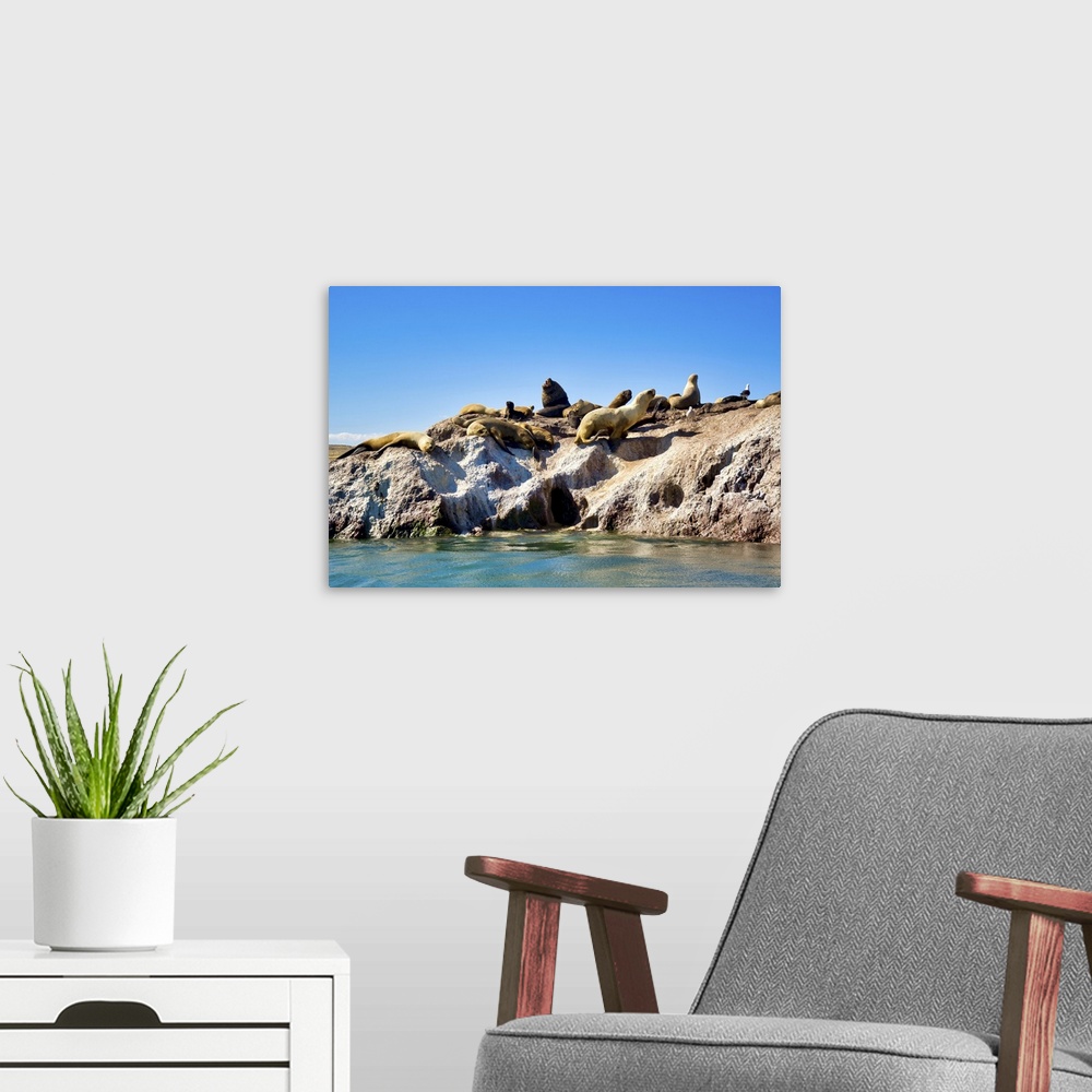 A modern room featuring Argentina, Santa Cruz, Puerto Deseado: Sea Lions Sunbathing On A Rock Island