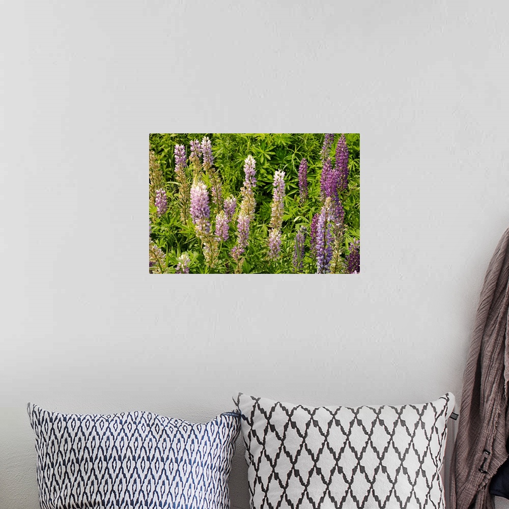 A bohemian room featuring Canada, Prince Edward Island: wild flowers, Lupinus.