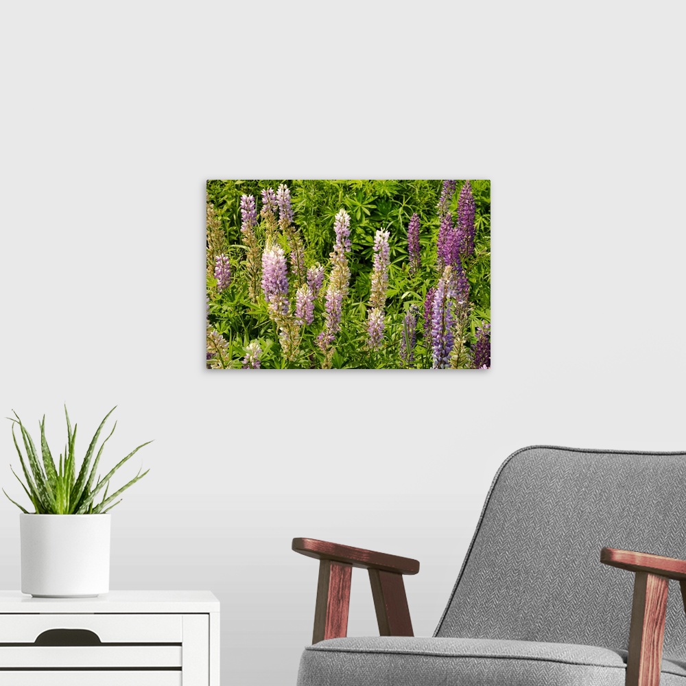 A modern room featuring Canada, Prince Edward Island: wild flowers, Lupinus.