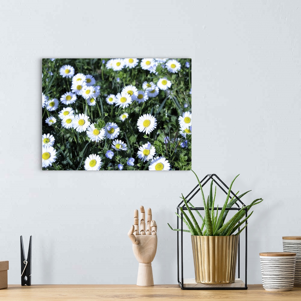 A bohemian room featuring daisies in the field