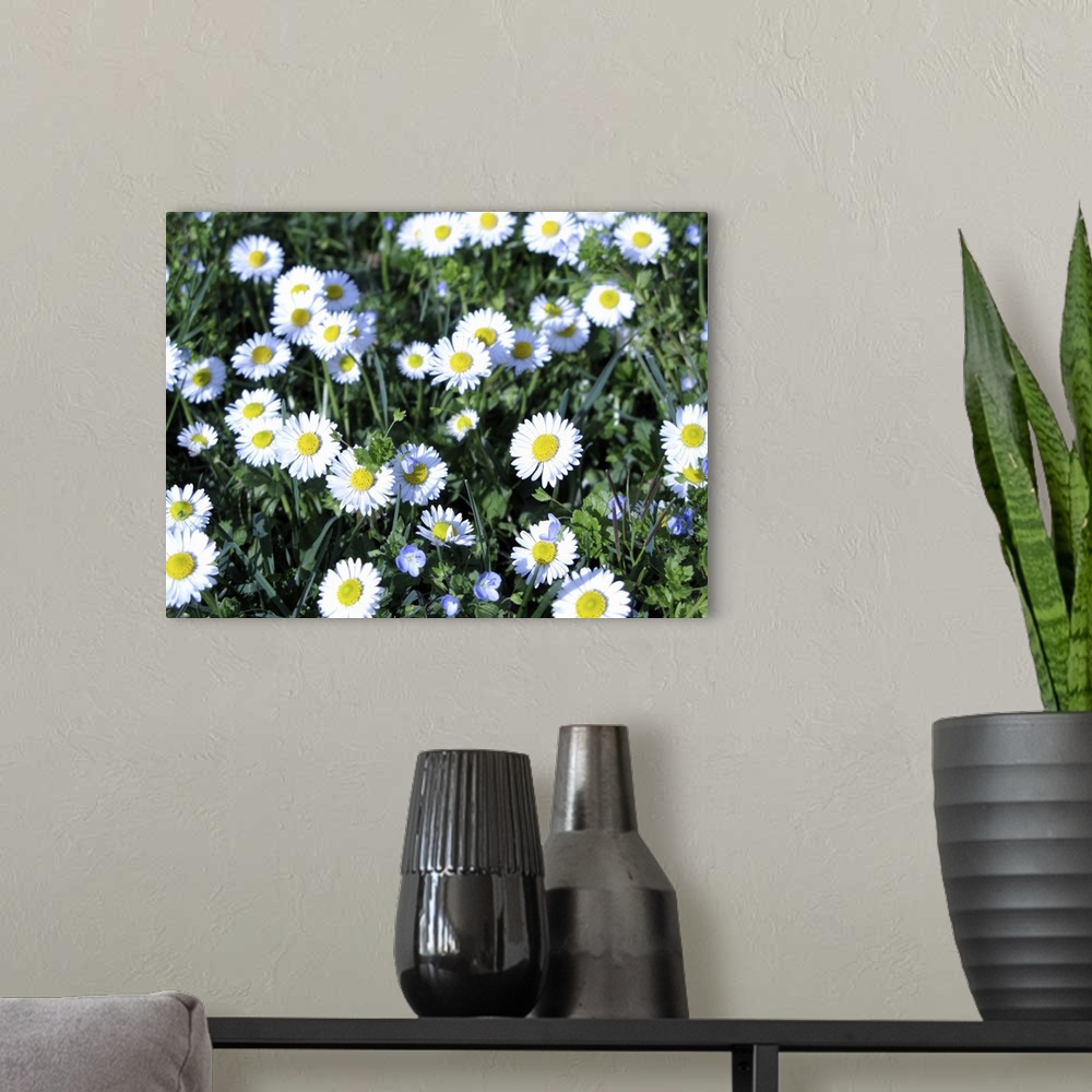 A modern room featuring daisies in the field