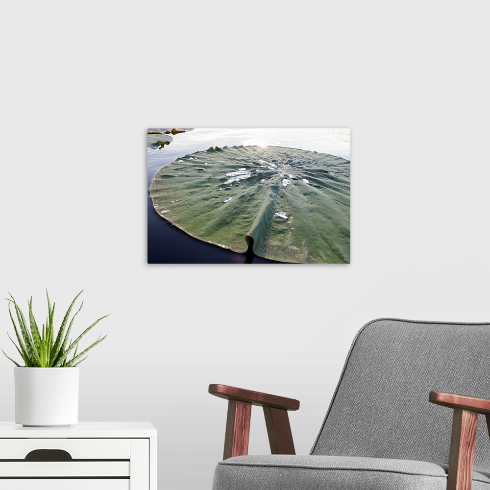 A modern room featuring Floating leaf and water drops. Lotus leaf: Nelumbio speciosum.