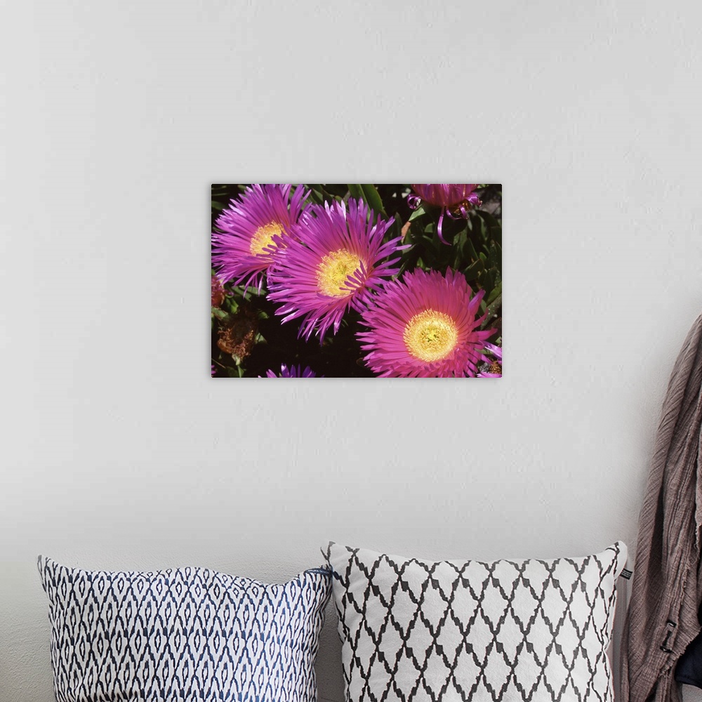 A bohemian room featuring purple cactus' flower