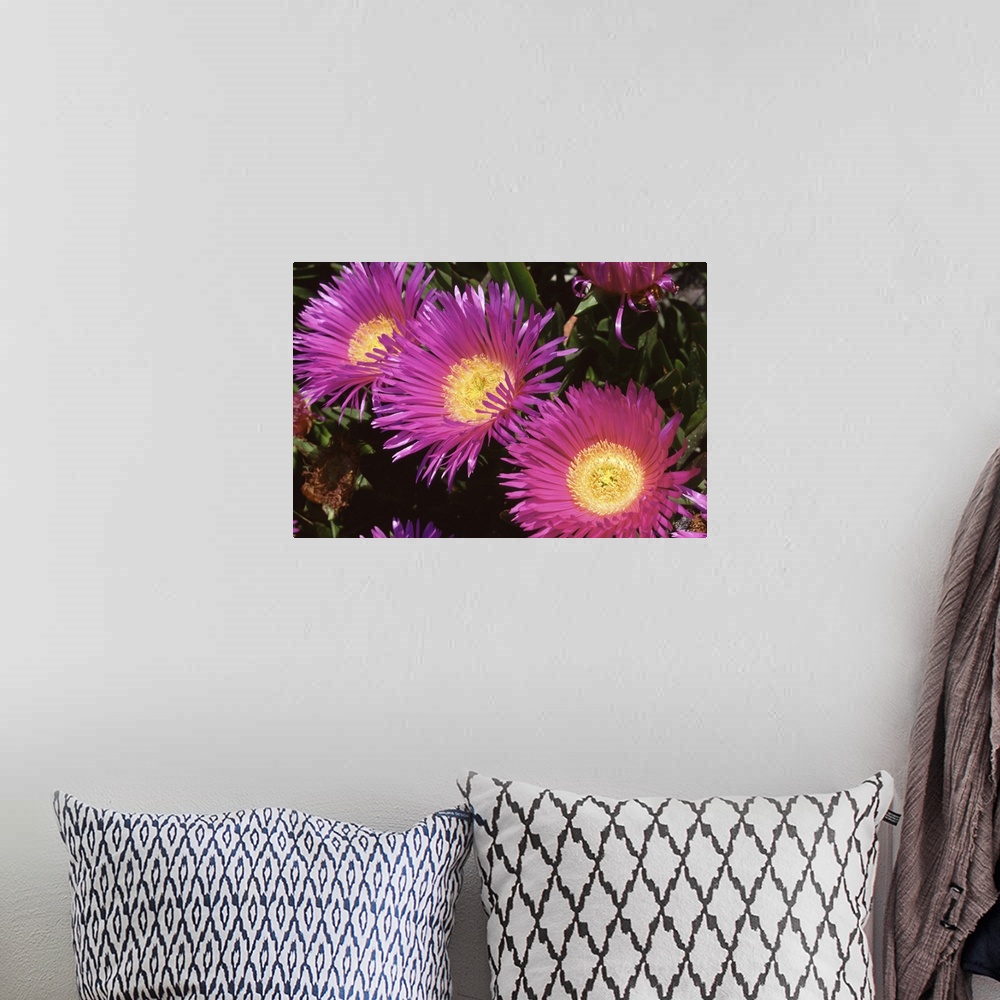 A bohemian room featuring purple cactus' flower