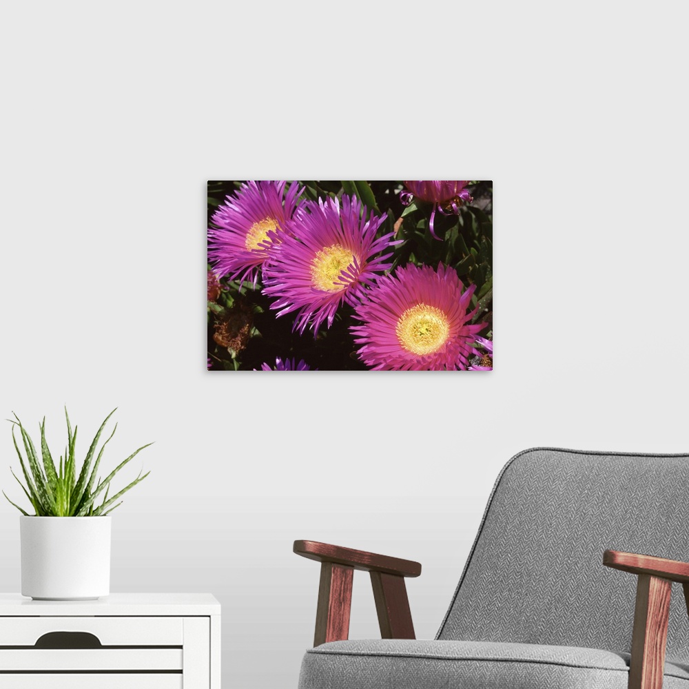 A modern room featuring purple cactus' flower