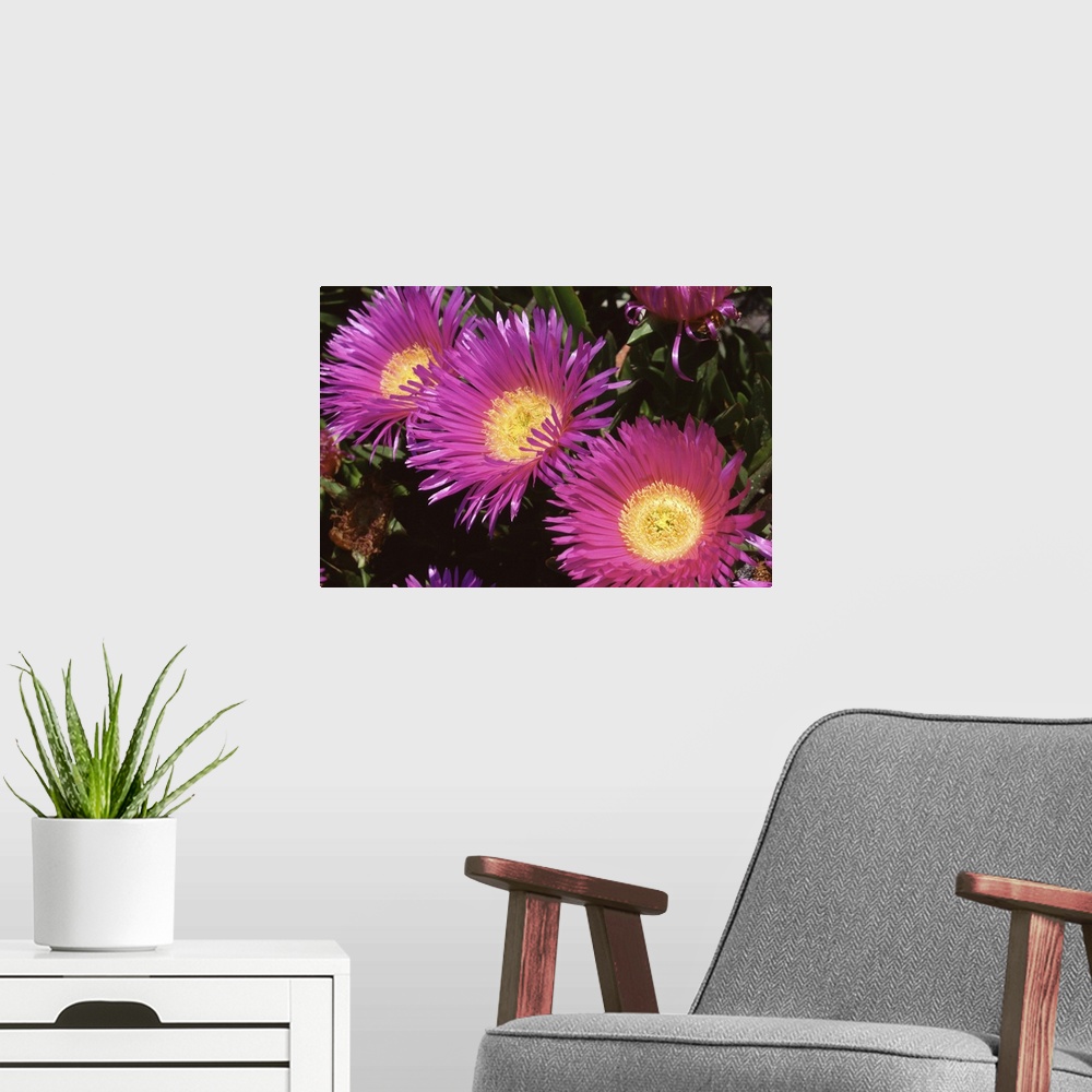 A modern room featuring purple cactus' flower