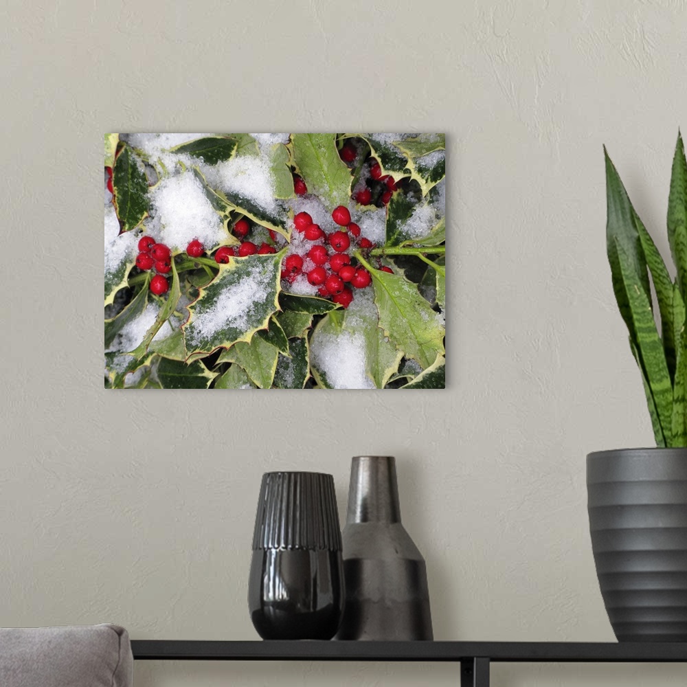 A modern room featuring A bushel of holly is photographed closely during winter with snow covering some of the leaves and...