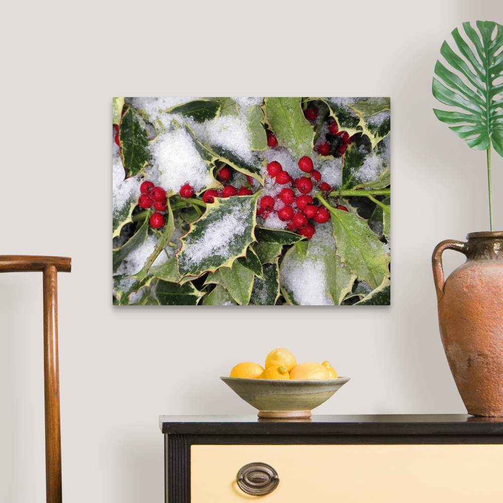 A traditional room featuring A bushel of holly is photographed closely during winter with snow covering some of the leaves and...