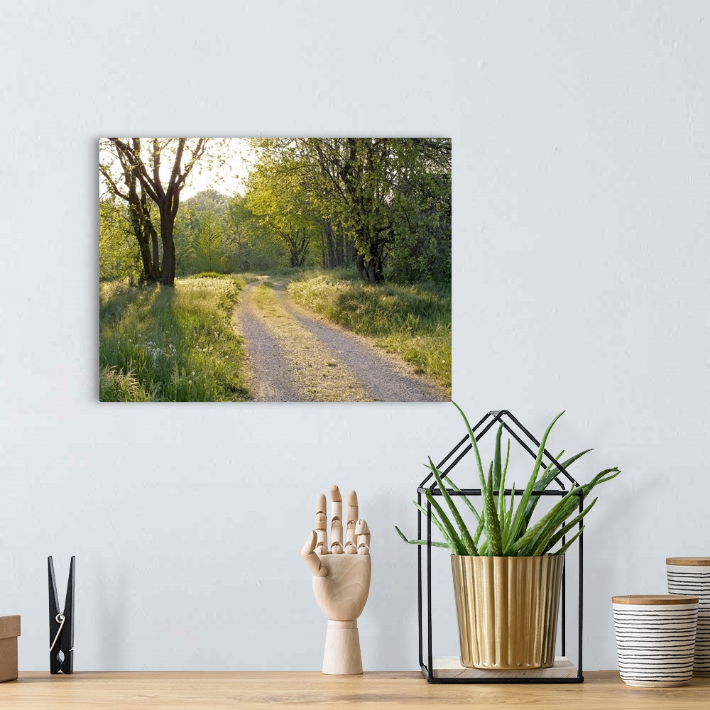 A bohemian room featuring Photograph of a winding gravel road in Italy surrounded by grasses and trees on a sunny day.