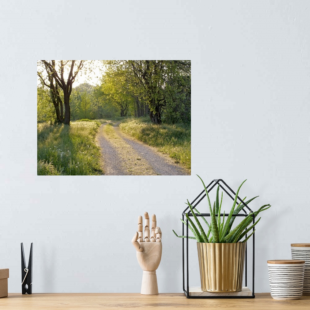 A bohemian room featuring Photograph of a winding gravel road in Italy surrounded by grasses and trees on a sunny day.