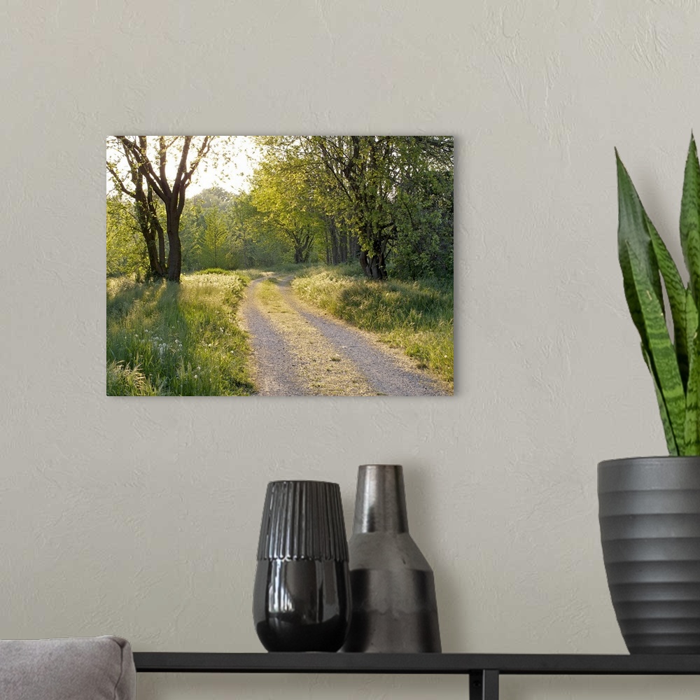 A modern room featuring Photograph of a winding gravel road in Italy surrounded by grasses and trees on a sunny day.