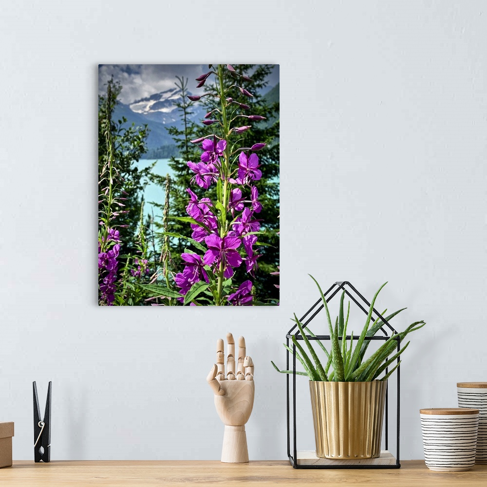 A bohemian room featuring Italy, Stelvio National Park. Flowers and Val Martello lake with snowcapped mountain in the far b...