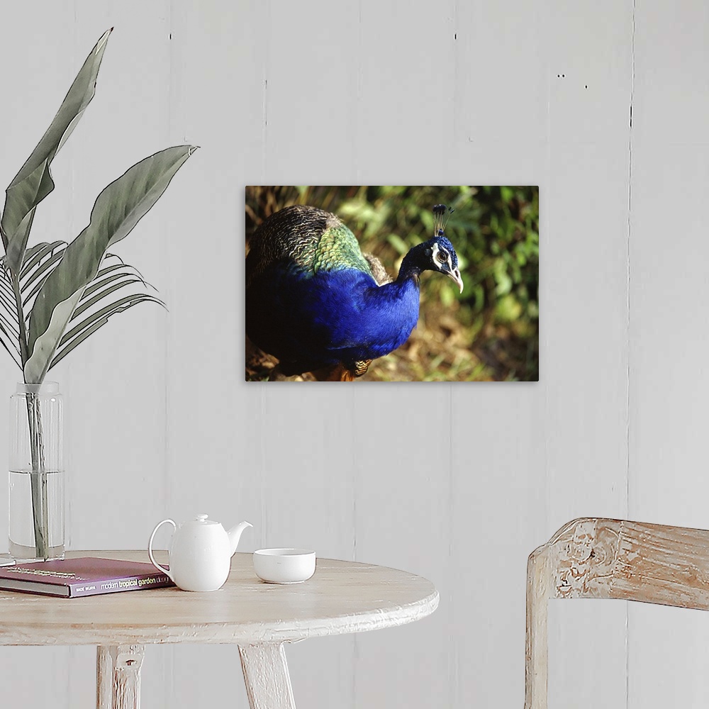 A farmhouse room featuring Malaysia: peacock wild in the forest