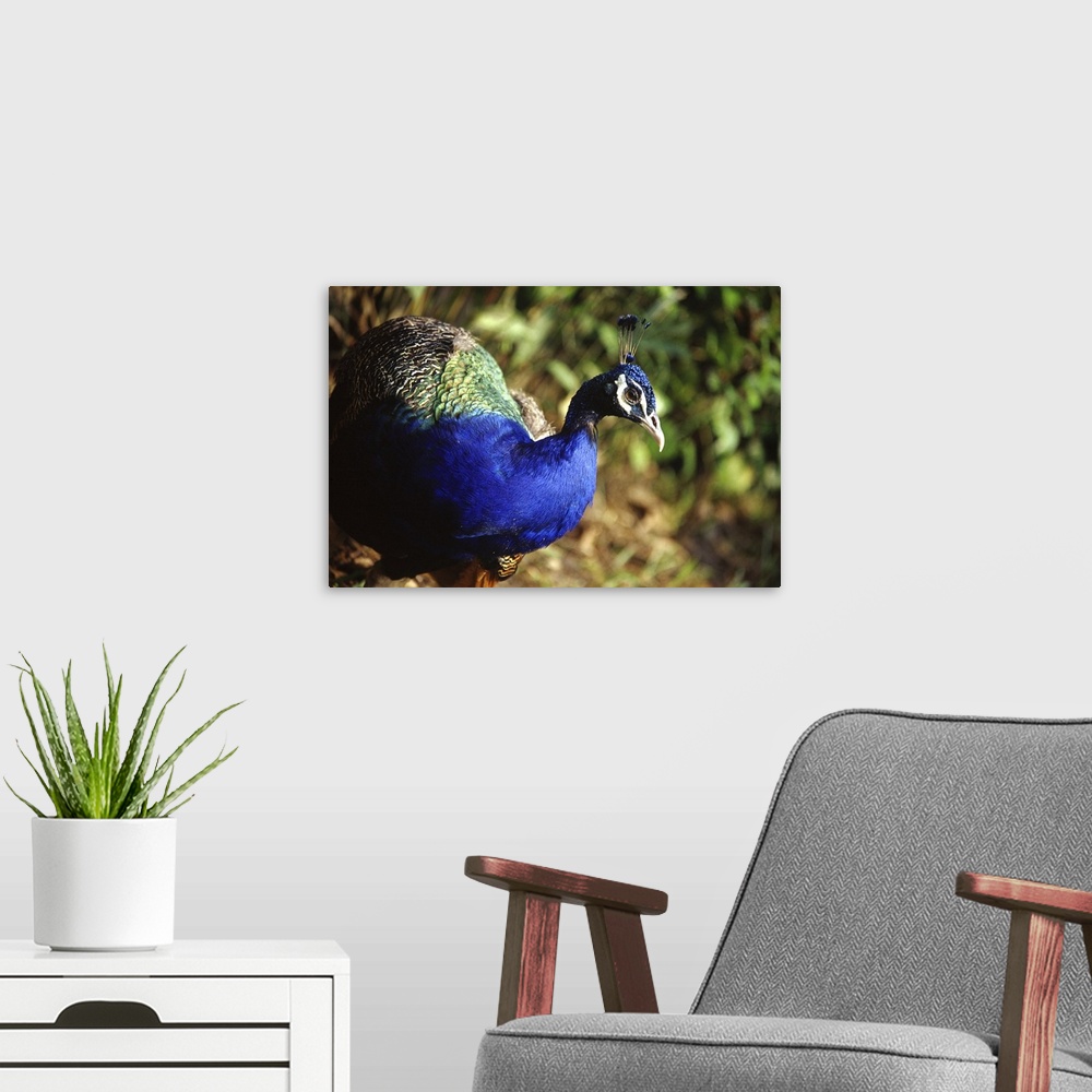 A modern room featuring Malaysia: peacock wild in the forest