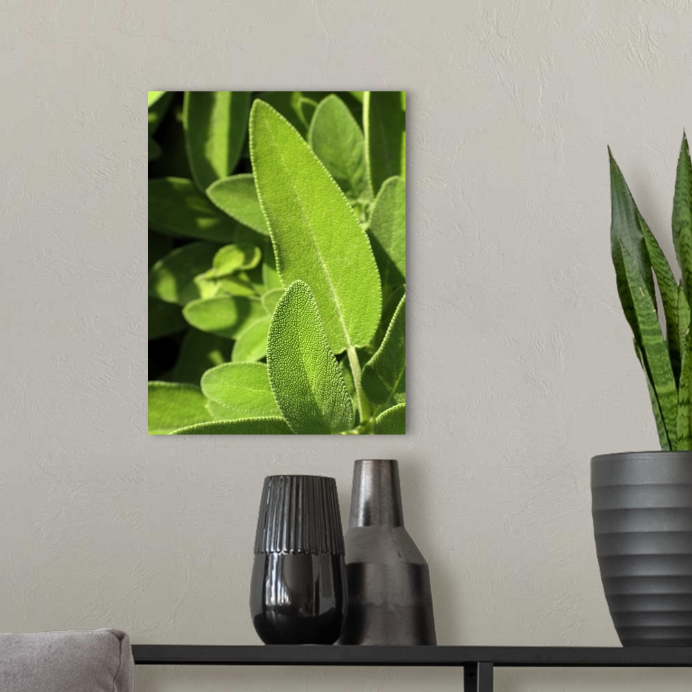 A modern room featuring sage leaves
