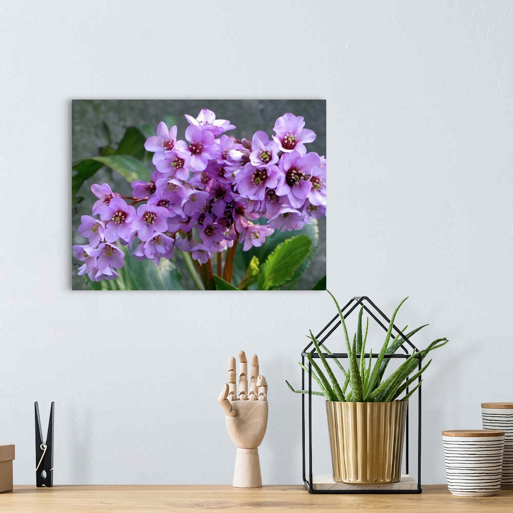 A bohemian room featuring This horizontal photograph is a nature close up of a cluster of wildflower blossoms and an out of...