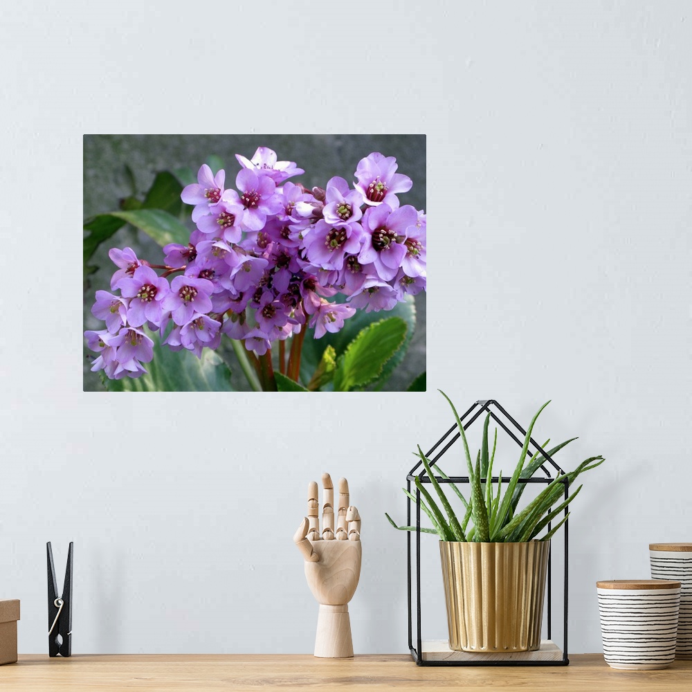A bohemian room featuring This horizontal photograph is a nature close up of a cluster of wildflower blossoms and an out of...