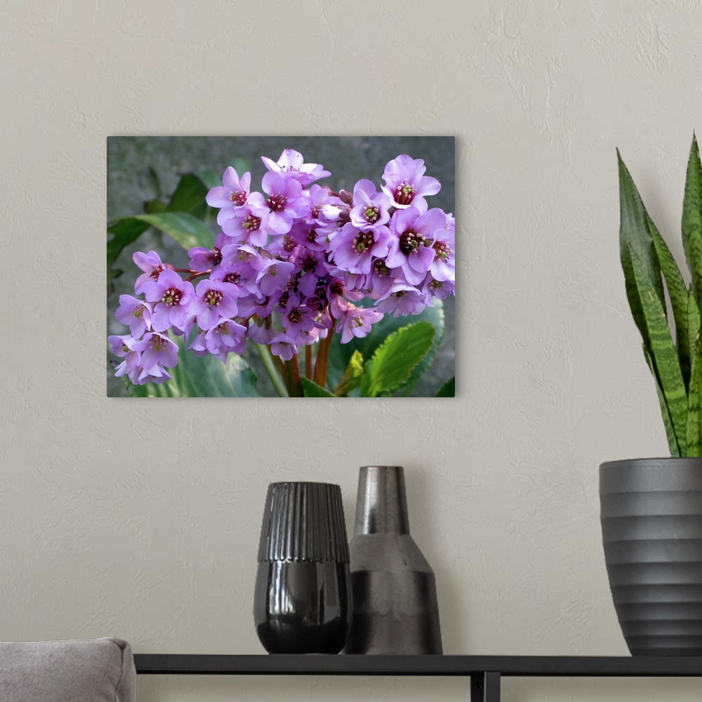 A modern room featuring This horizontal photograph is a nature close up of a cluster of wildflower blossoms and an out of...