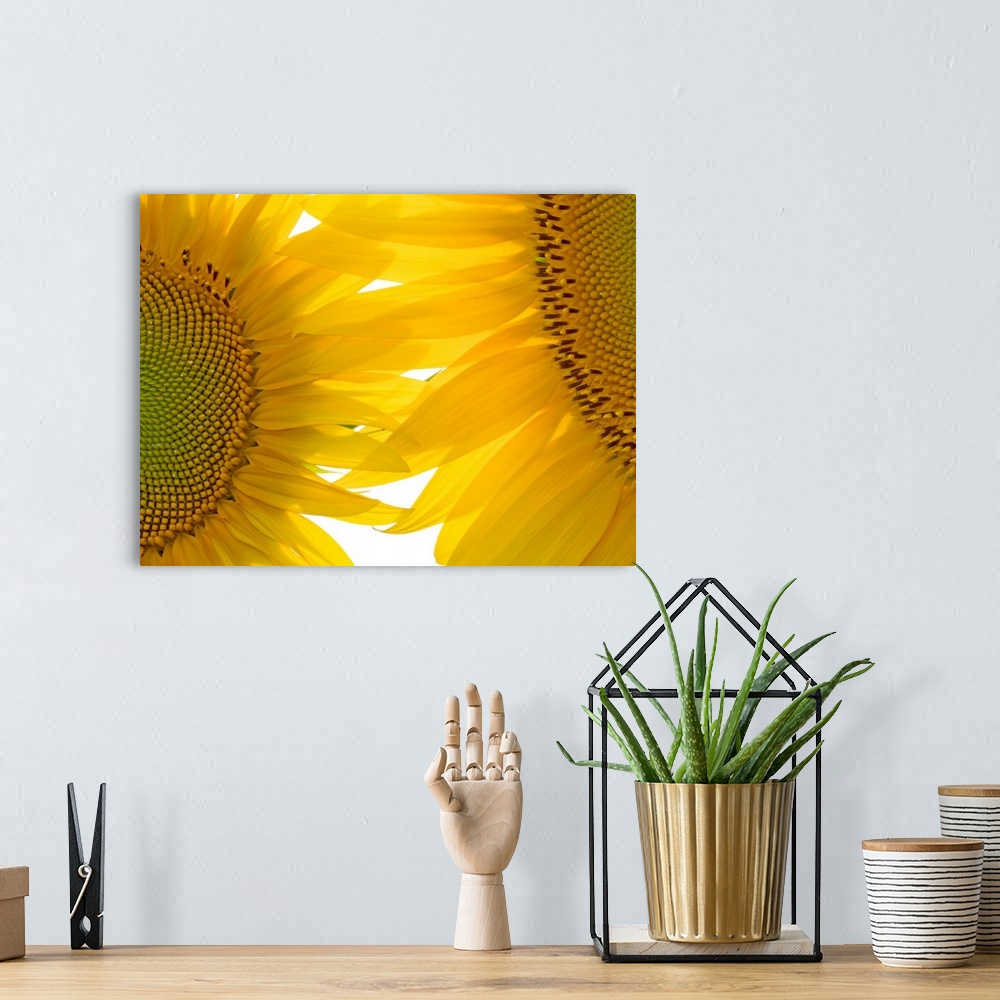 A bohemian room featuring Huge photograph focuses on an intense close-up of two brightly colored flowers where the seeds an...