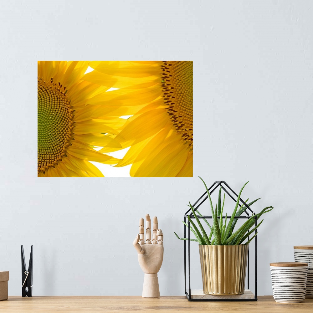 A bohemian room featuring Huge photograph focuses on an intense close-up of two brightly colored flowers where the seeds an...