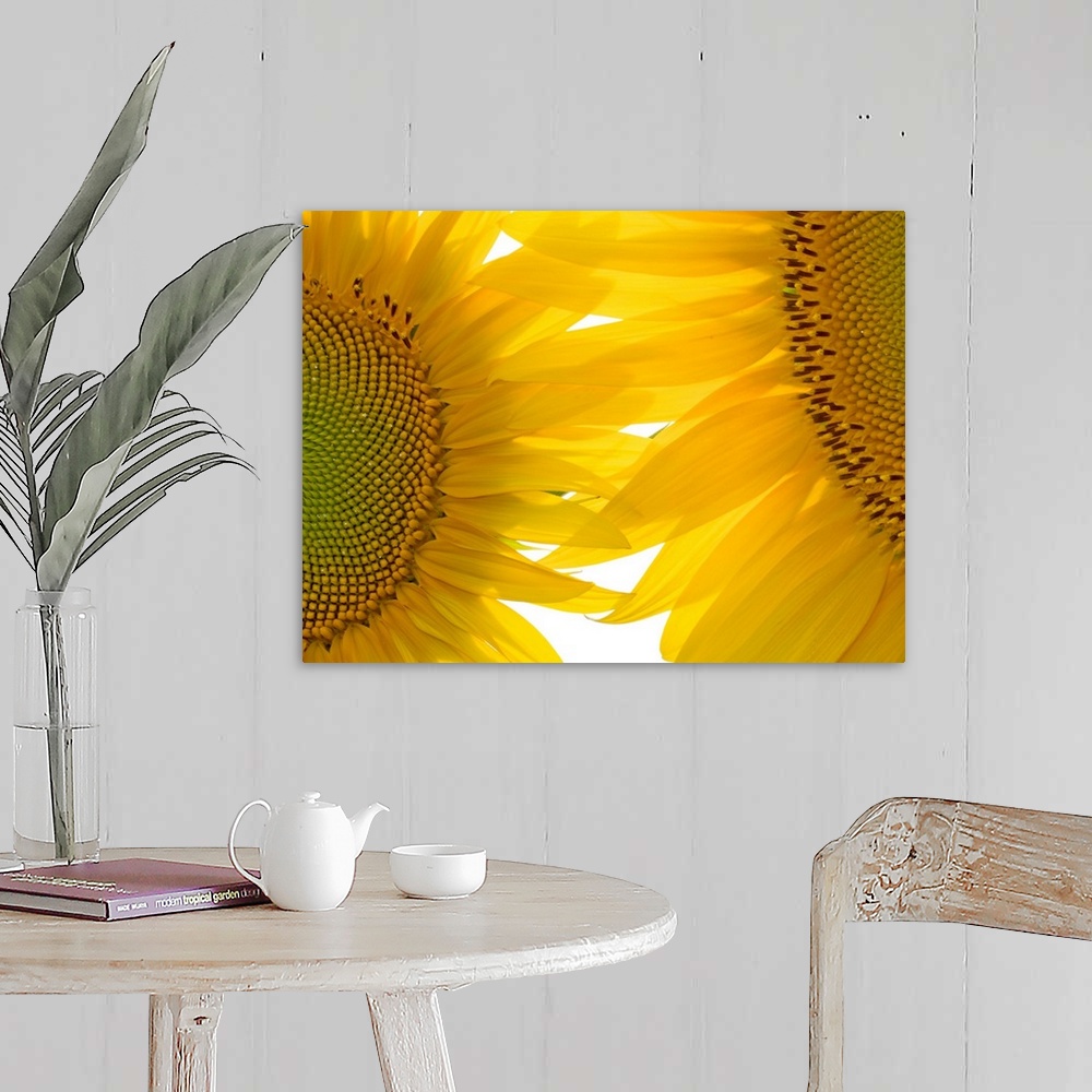 A farmhouse room featuring Huge photograph focuses on an intense close-up of two brightly colored flowers where the seeds an...