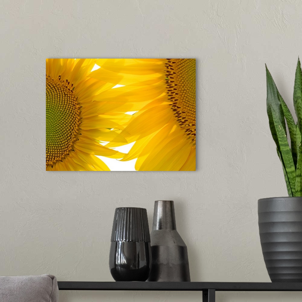 A modern room featuring Huge photograph focuses on an intense close-up of two brightly colored flowers where the seeds an...