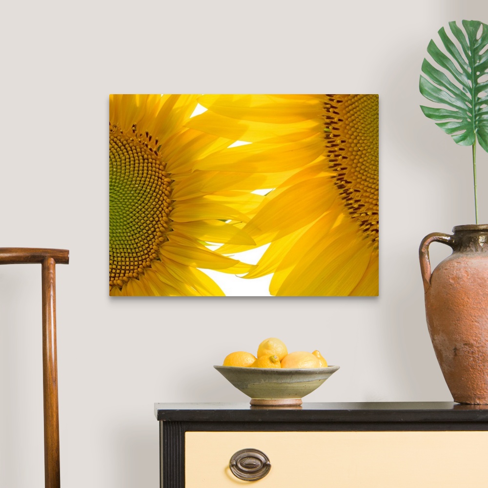 A traditional room featuring Huge photograph focuses on an intense close-up of two brightly colored flowers where the seeds an...