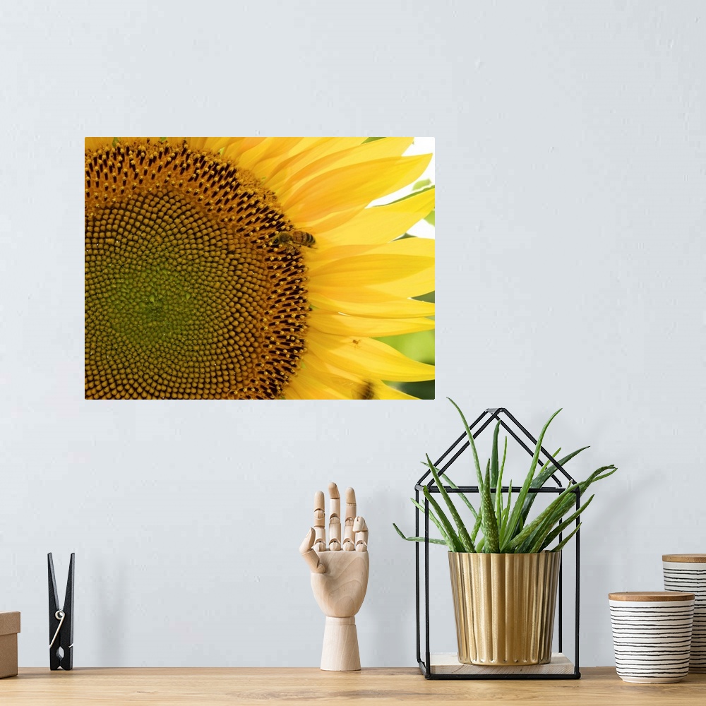 A bohemian room featuring Summer in Tuscany: sunflowers.