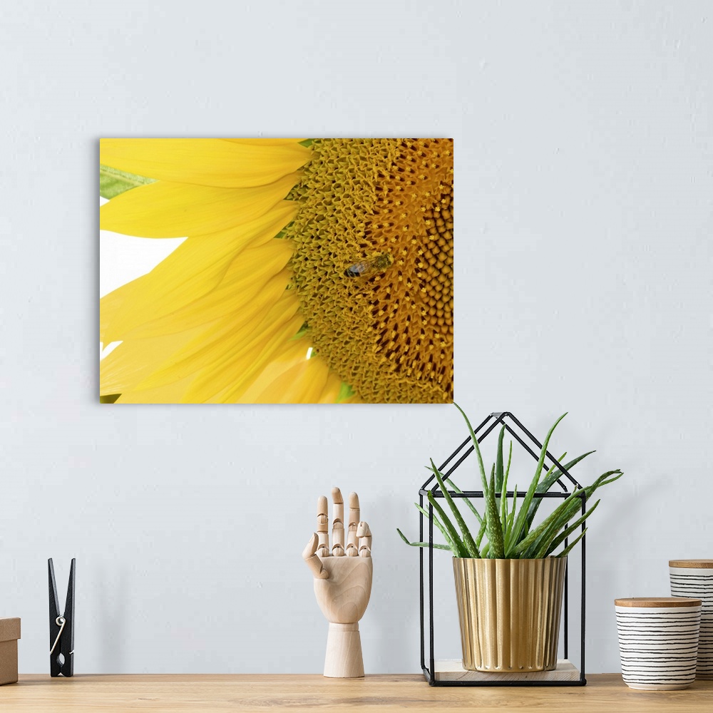 A bohemian room featuring A closely taken photograph of a sunflower that has a bee shown near the center of the flower.