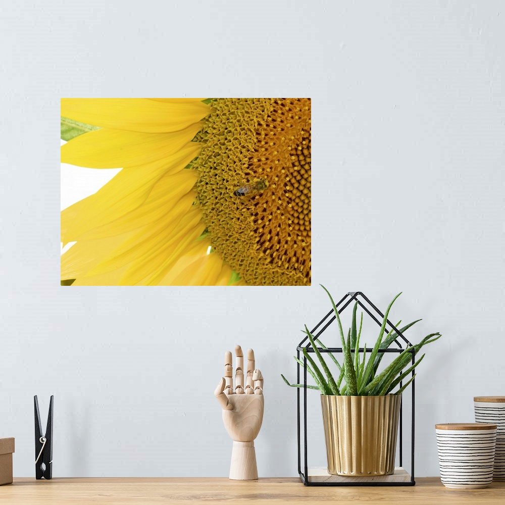 A bohemian room featuring A closely taken photograph of a sunflower that has a bee shown near the center of the flower.